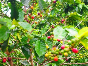 Multiple harvests as the coffee matures to bright red beans
