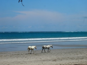 Gotta have the horses on the beach shot! so Voila!