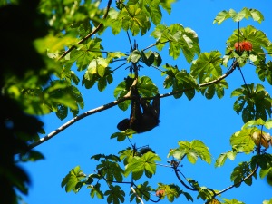 Sloth hanging