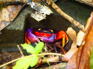 Those crabs populated the forest and were hard to photograph as they stay close to their house.