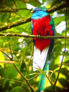 The Quetzal bird