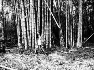 Giant bamboos